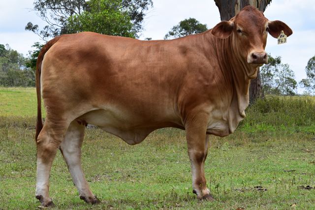 Bryvonlea Patienna